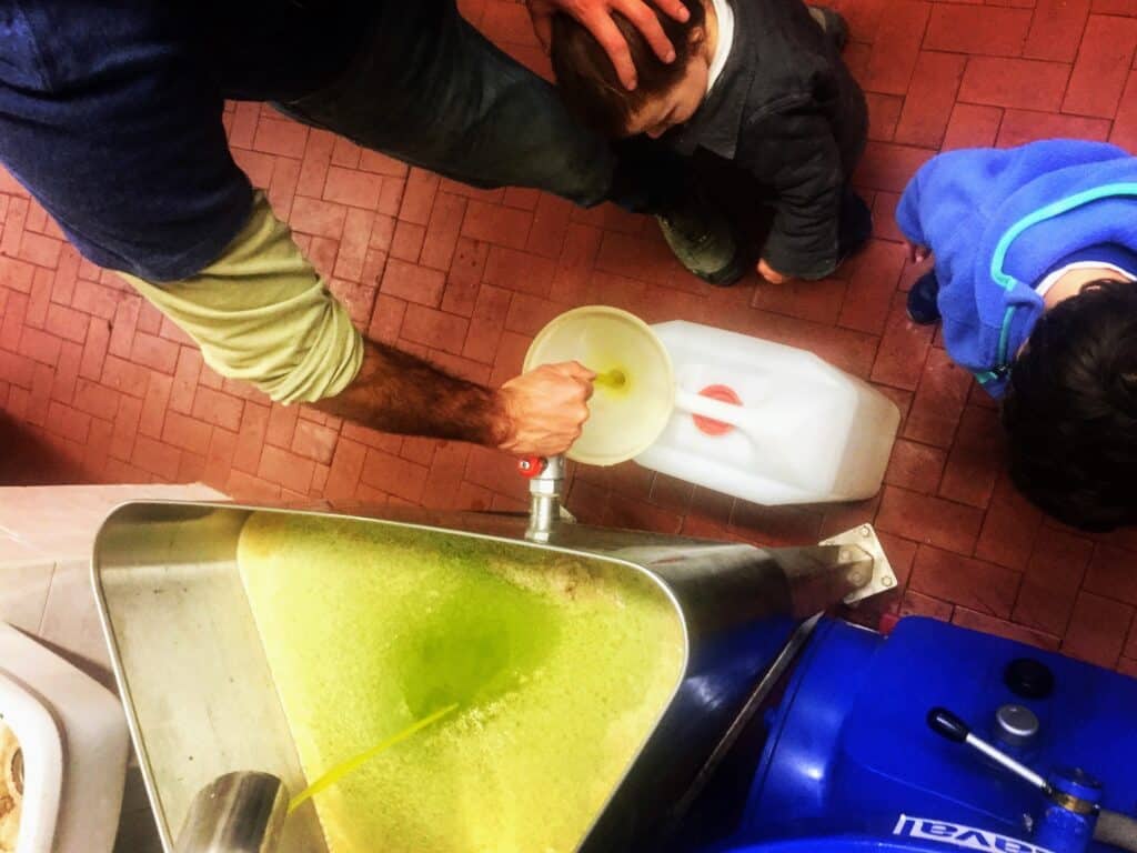 cold pressed green olive oil pouring out of press and being collected in big aluminum container. 