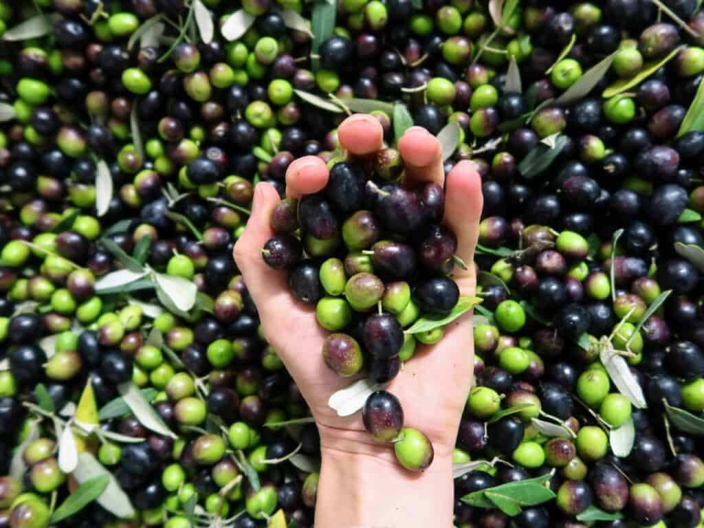 Woman's hand holding a bunch of olives in Tuscany, Italy.