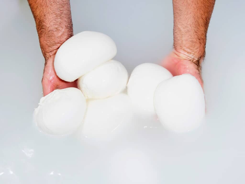 traditional mozzarella balls being held out of the whey by a man