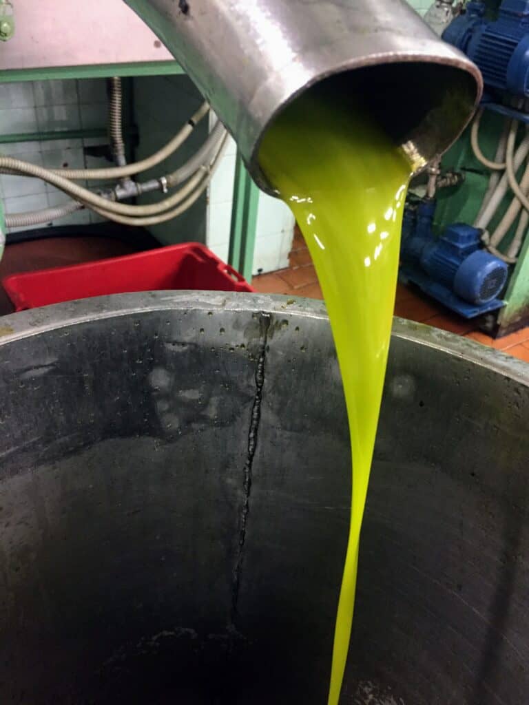 Green tinted olive oil pouring from the press at the frantoio in Tuscany, Italy