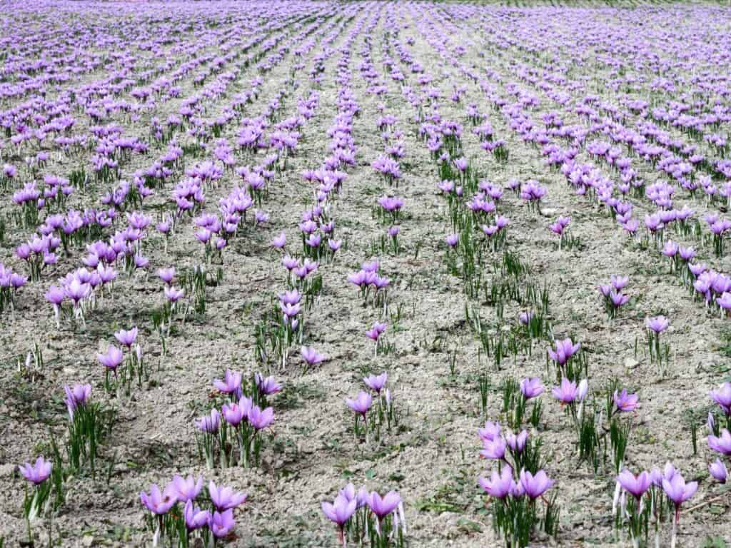 view of saffron field with purple flours in bloom