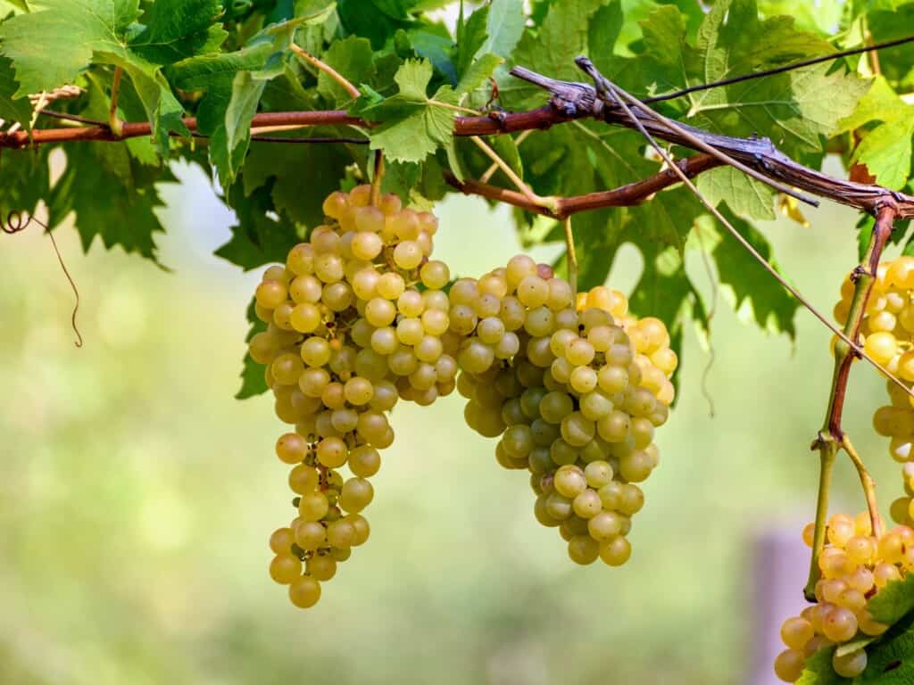 a side view of a vineyard with Trebbiano white grapes hanging down outdoors