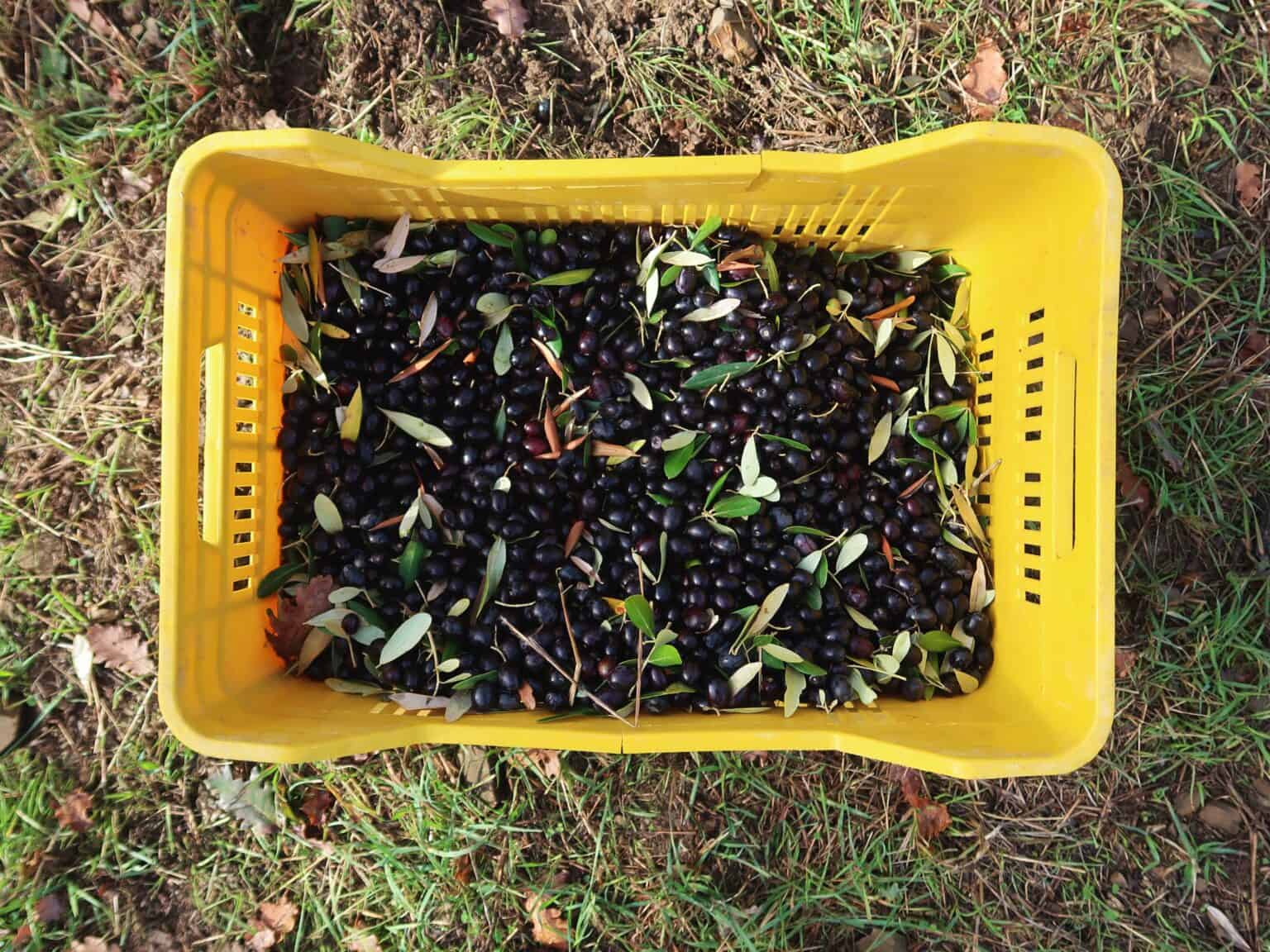 Italian Olives 14 Types & What to Do With Them Eating Around Italy