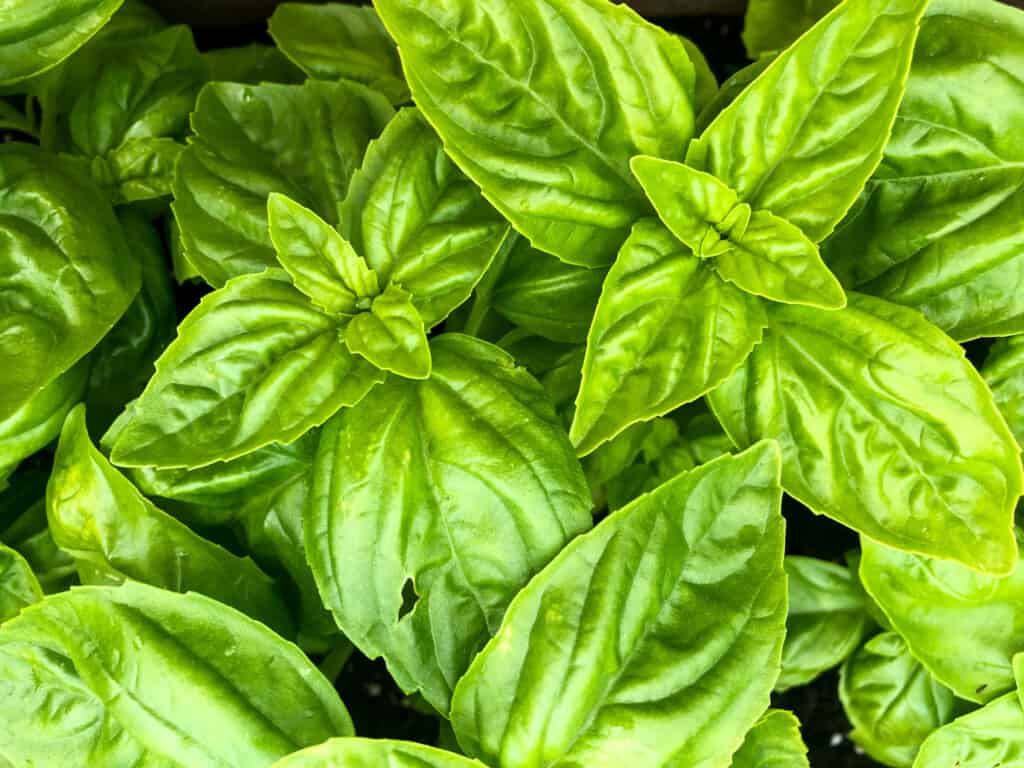 close up of green basil with large leaves