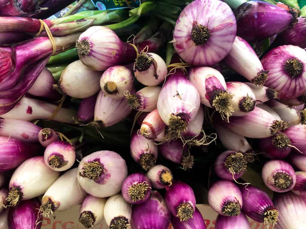 view of tropea red onions in a bunch from bottom view, picturing only roots and red/white part of onions for sale