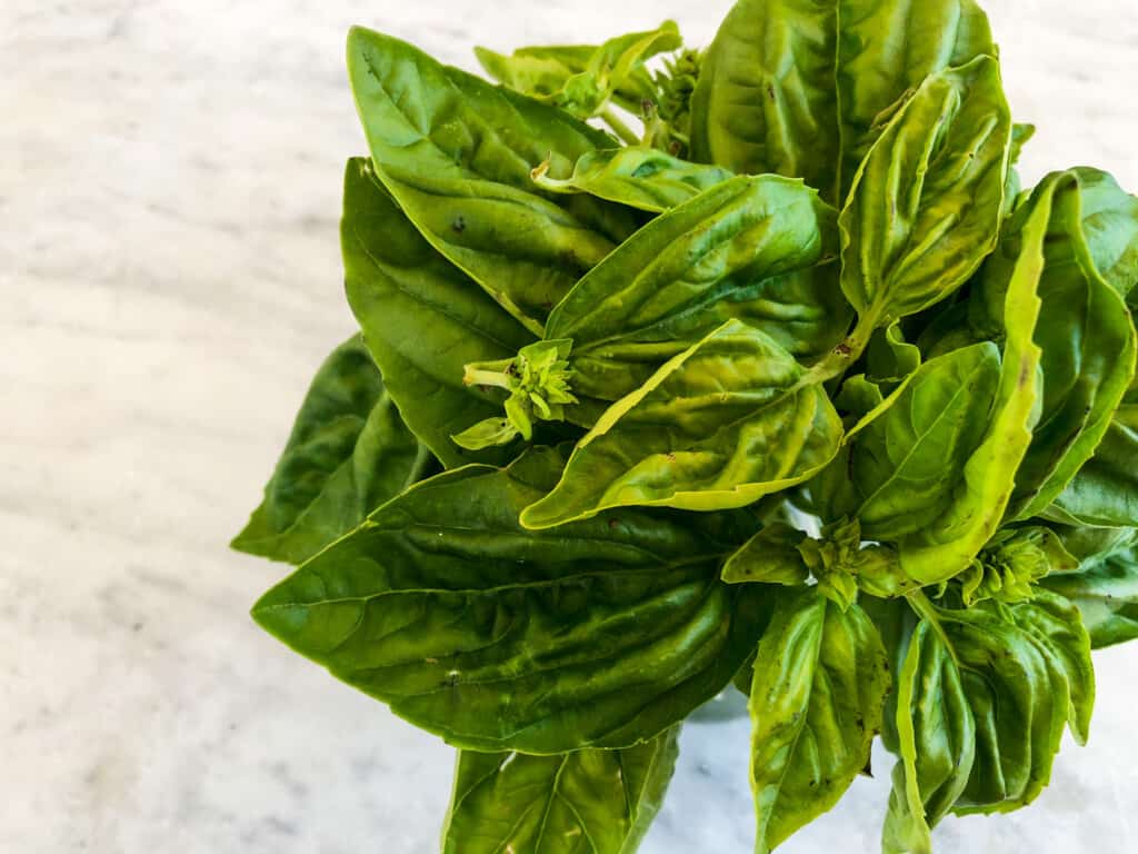 Close up of bunch of basil leaves.