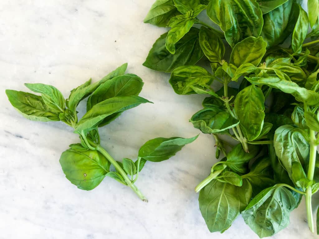 Bunch of basil on white marble counter.