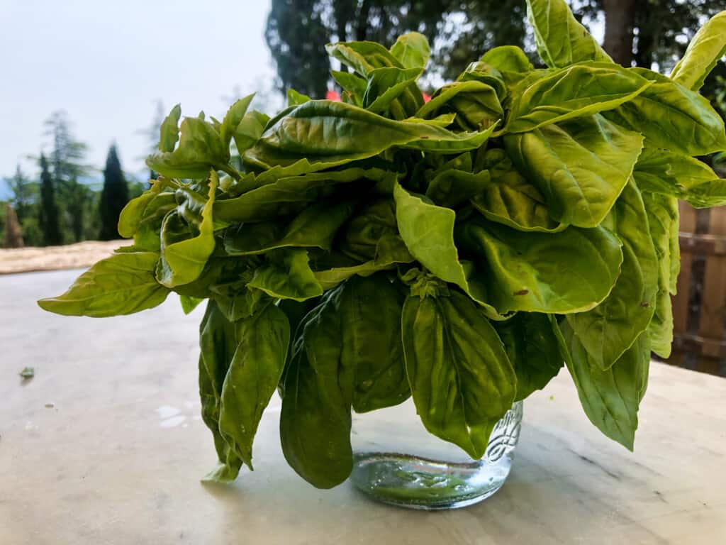 Huge bunch of basil in jar with water. It's sitting on a table outside.