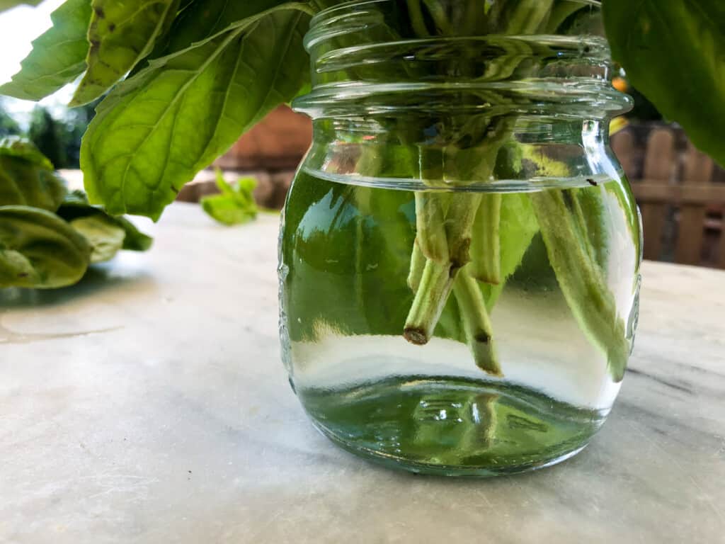 View of basil in jar with water.