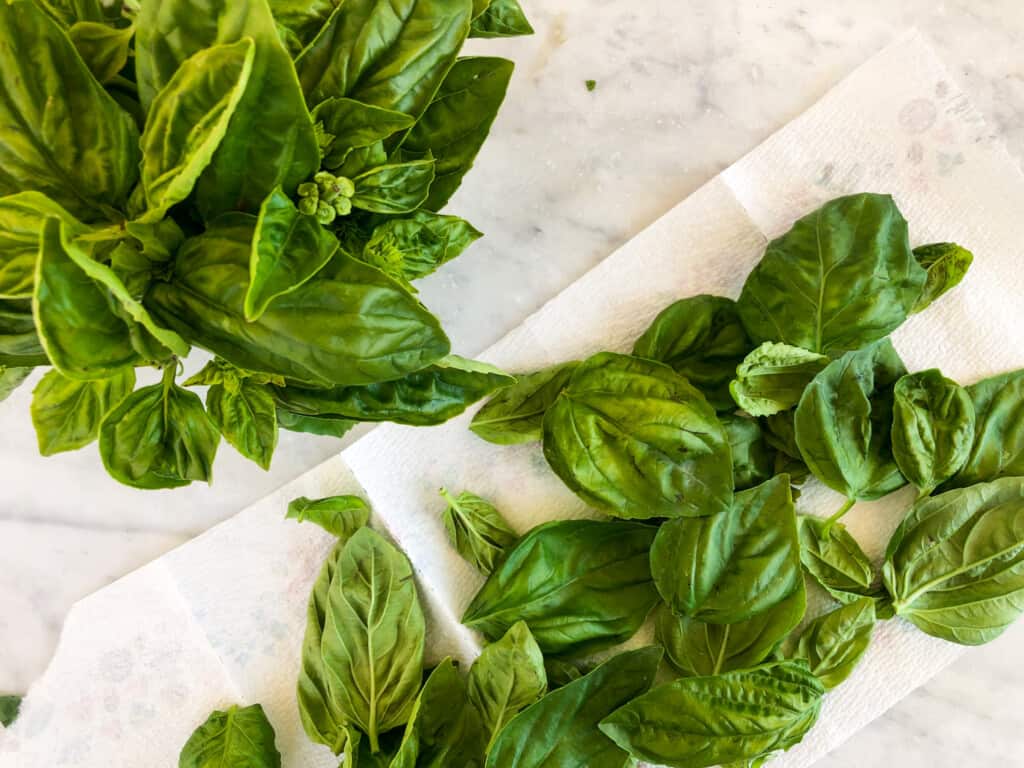 Basil leaves sitting on a paper towel.