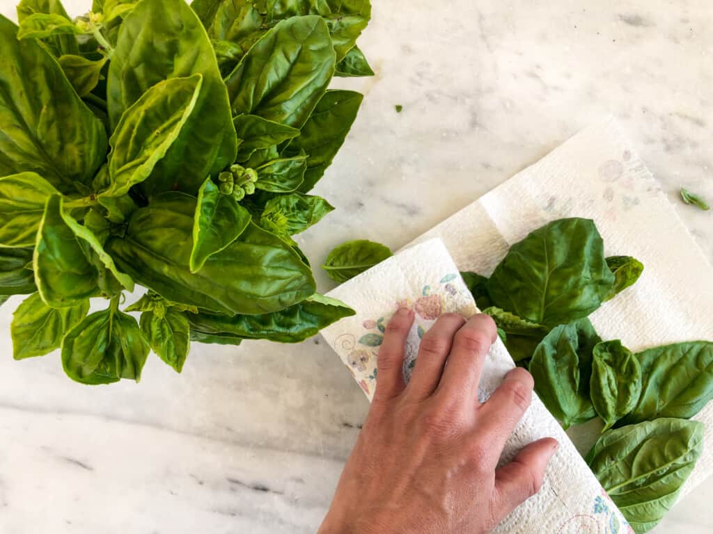 Hand rolling basil in paper towels.