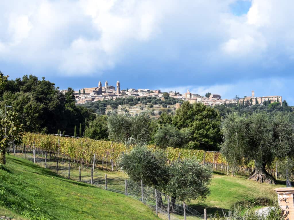 View of Montalcino on a hill. You can see olive groves and a vineyard in the foreground.
