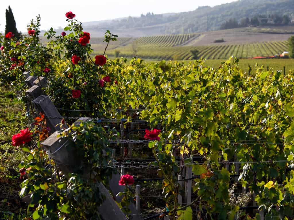 Vineyard in Tuscany with red roses growing on the left. You can see other vineyards in the background.
