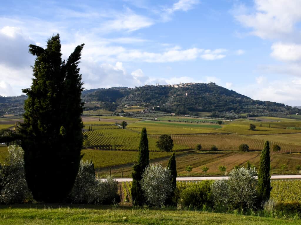 View of Montalcino in the distance with vineyards inbetween.