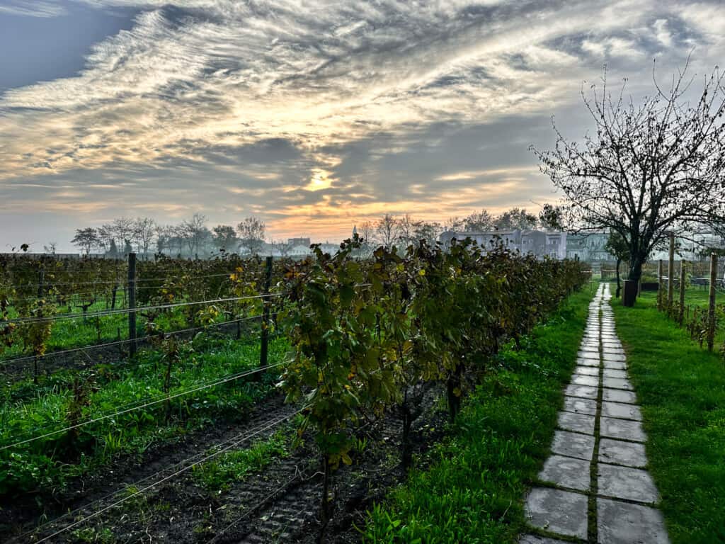 Vineyards at Venissa Winery on Mazzorbo Island in Venice, Italy on a cloudy day.