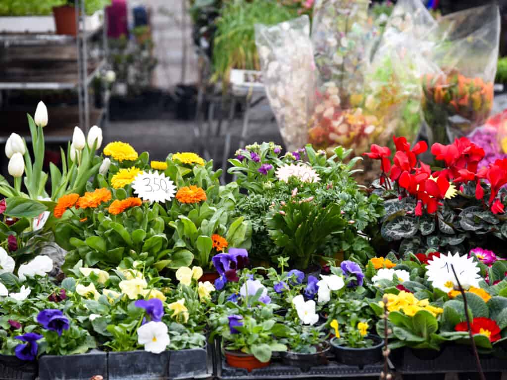 View of outdoor market stand selling a wide variety of blooming flowers for sale at Market in italy.