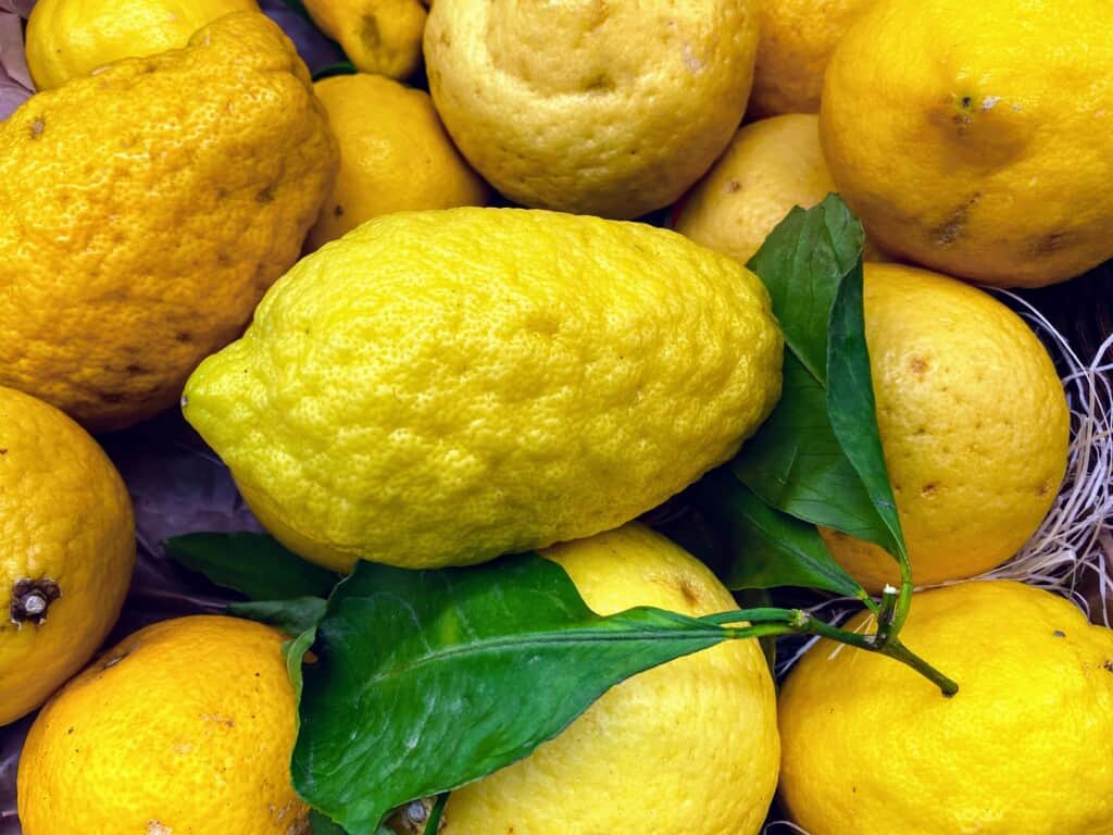 Pile of cedri (citrons) in Italy.