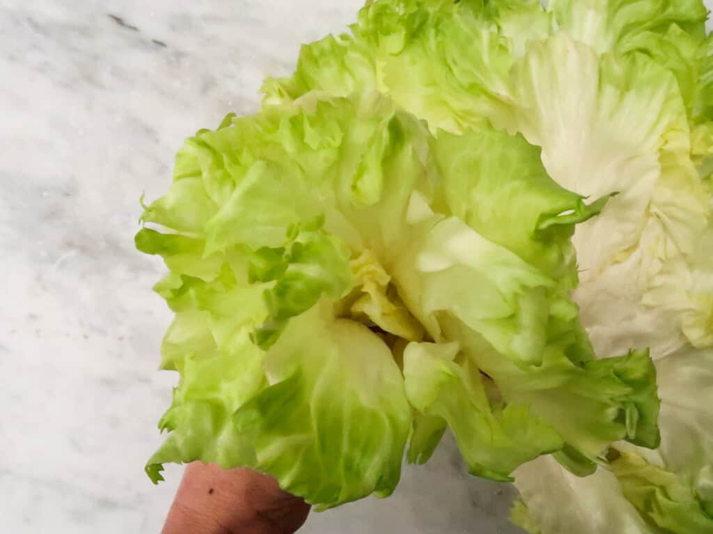 Hand holds a bunch of escarole.