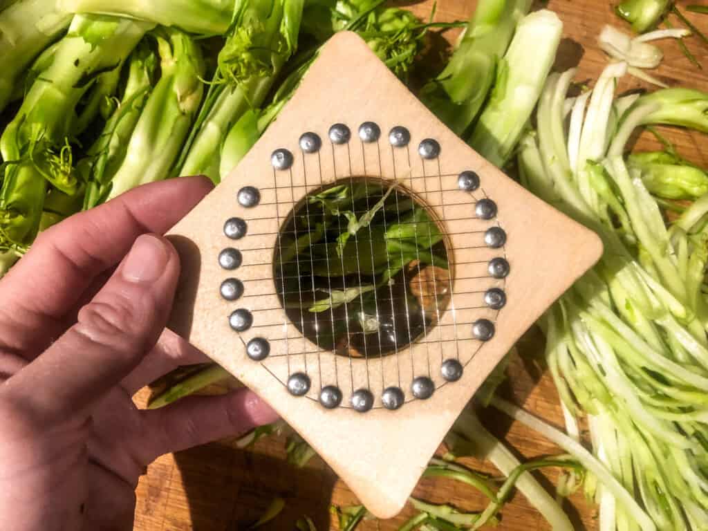 hand holding a square tool used for cutting puntarelle from Rome with cut greens in the background on a brown cutting board.