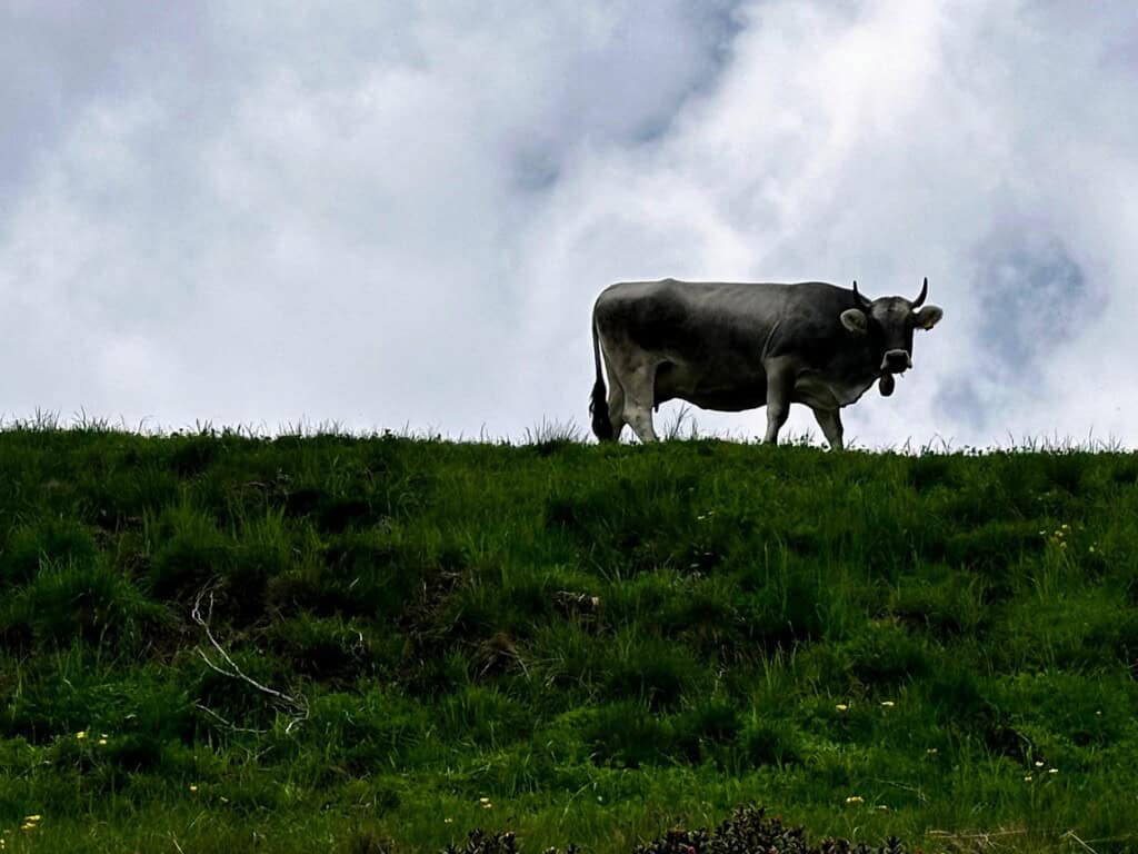 Cow standing on a grassy hill under a cloudy sky in Italy.